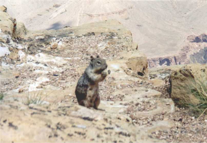 Erdhörnchen am Grand Canyon