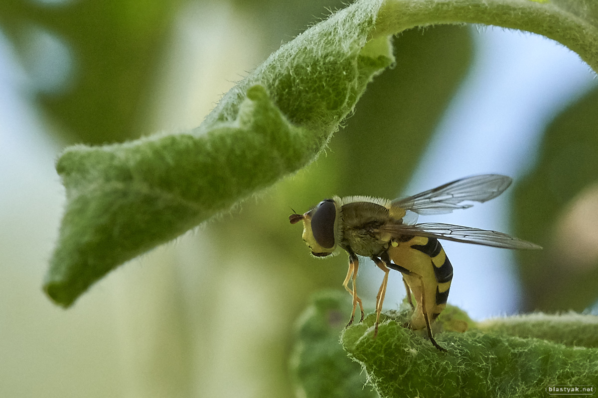 Syrphus fly