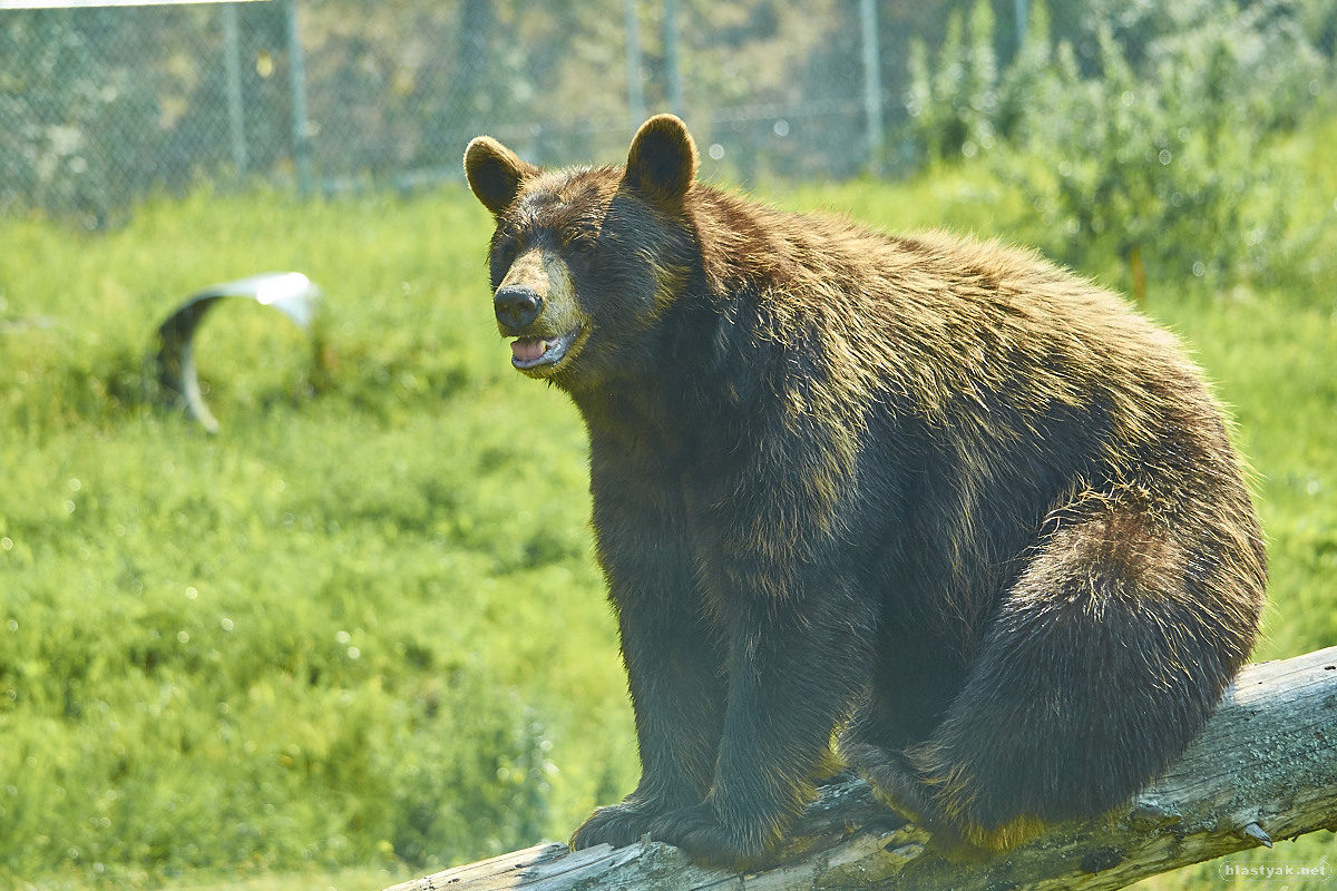 Brown bear