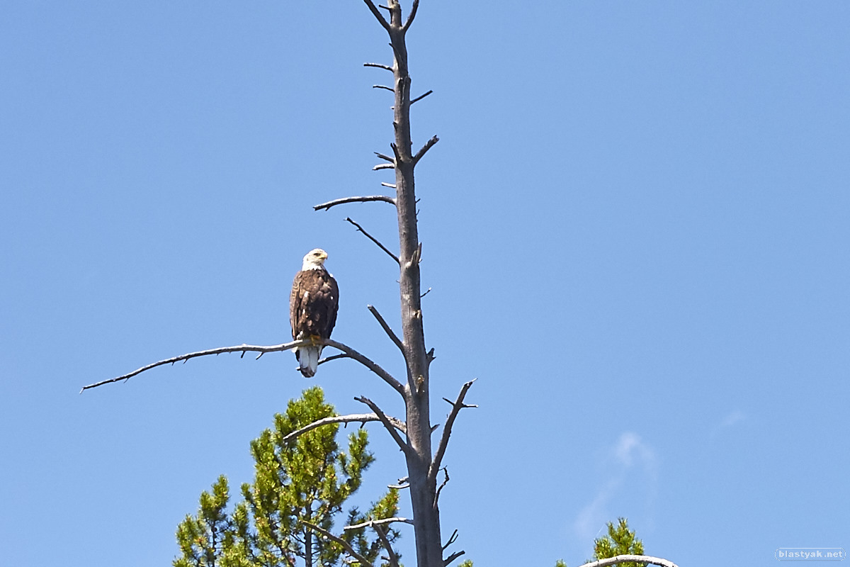 Bald eagle, seen from the Kayak
