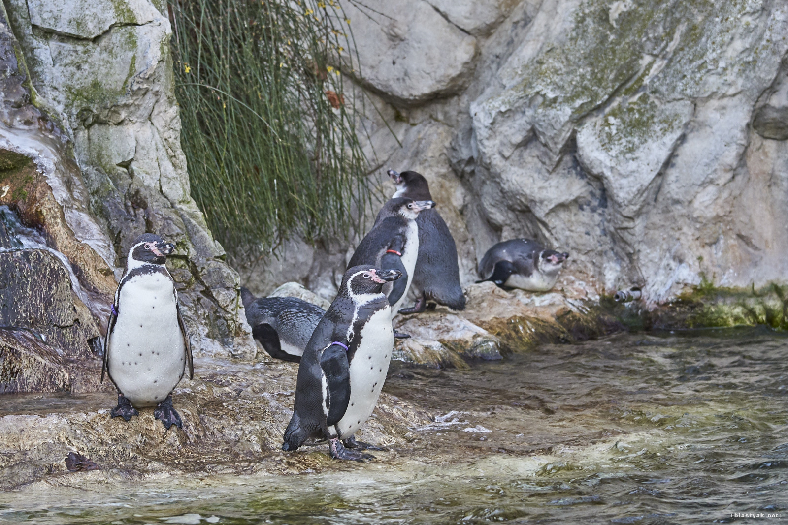Penguins at Schönbrunn zoo
