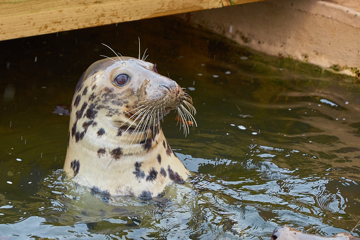 Sea lion @ Skansen