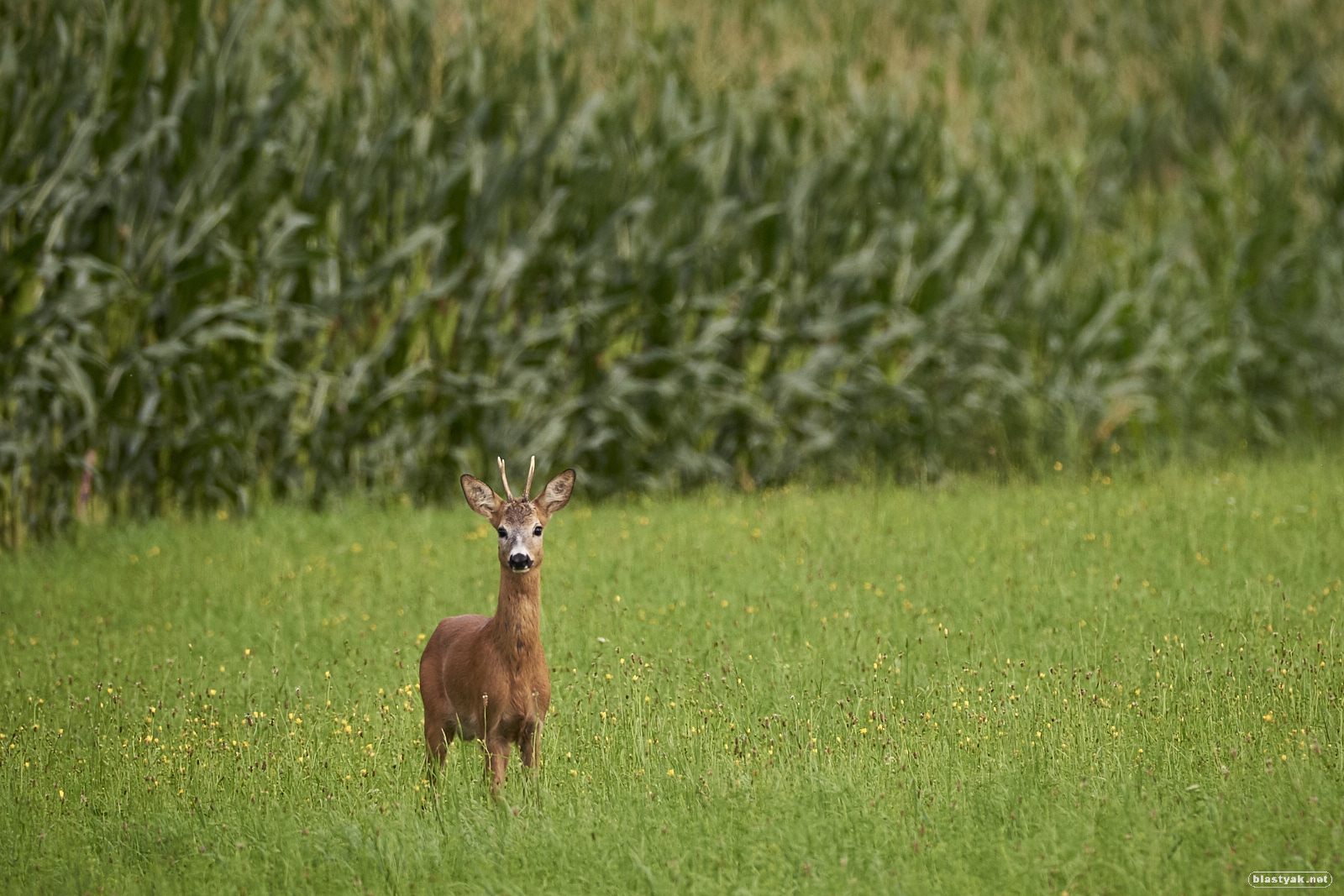 Deer in the fields close to home