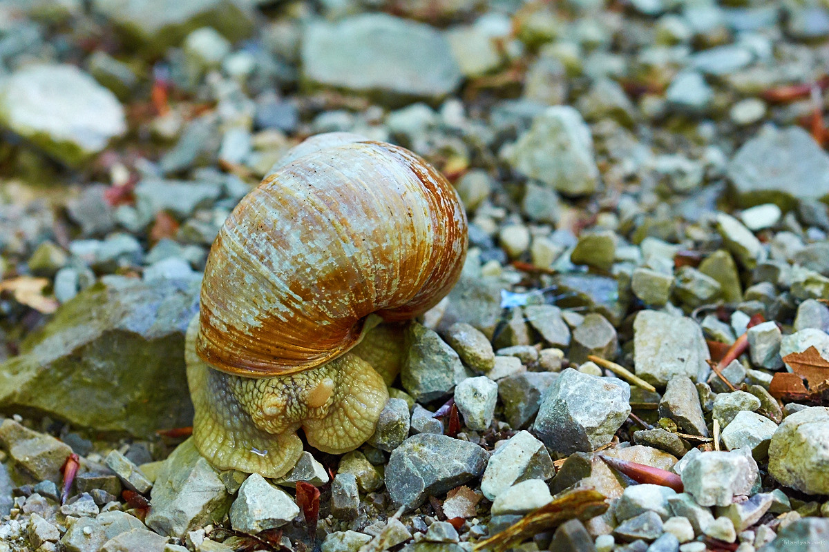 A pretty huge snail on our way