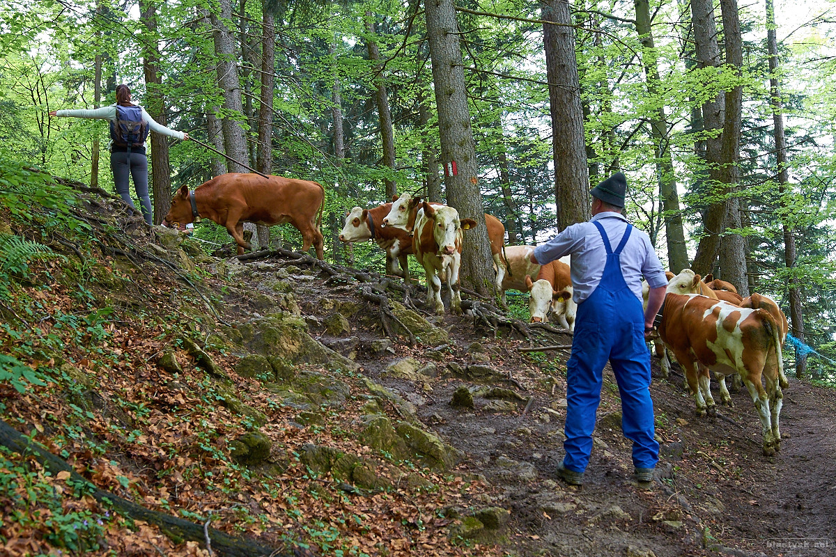 Farmer, his family and their cattle