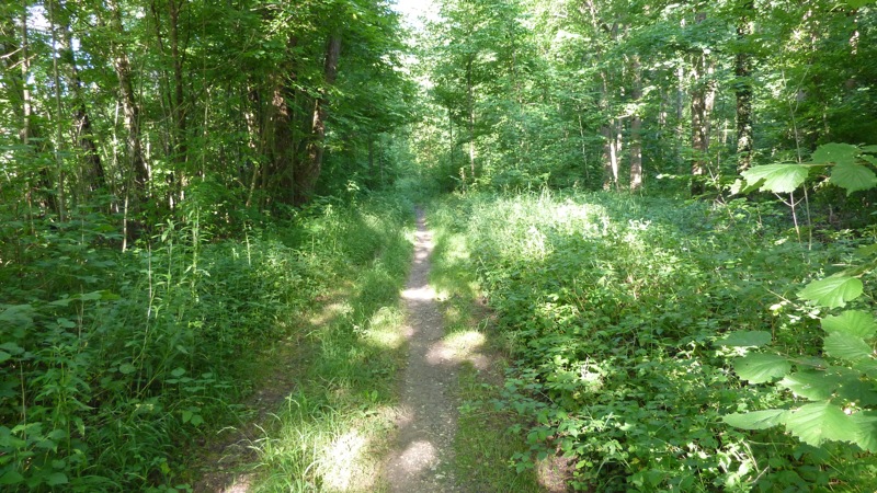 Isarradweg etwa in Höhe Niederaichbach