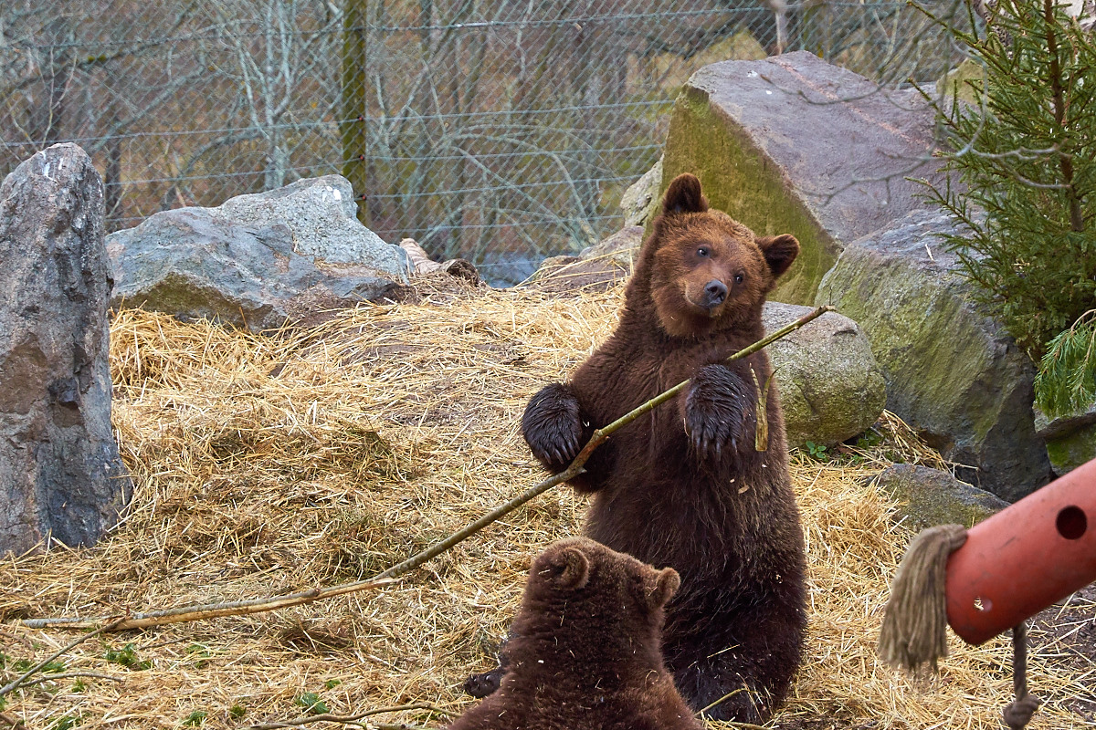 Ever seen a gay brown bear? Might be the premiere.