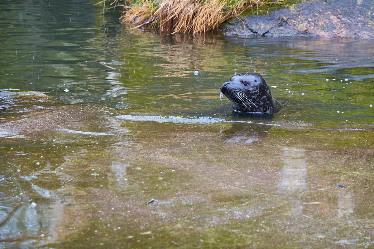 Otter @ Skansen