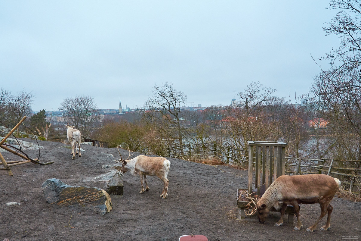 Room with a view? Reindeers @ Skansen and Gamla Stan in the background