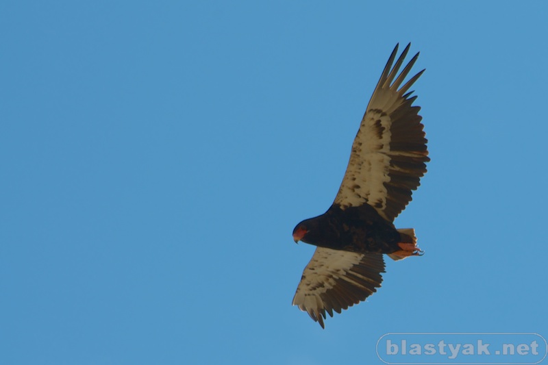 Gaukler (Schlangenadler)